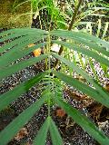 White Sand Palm / Dypsis psammophila